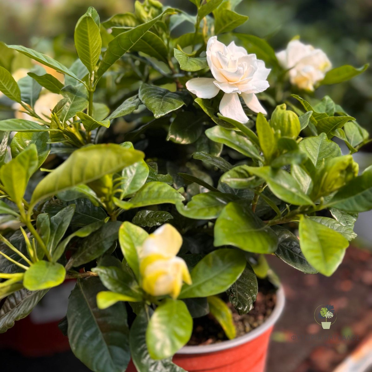 ΓΑΡΔΕΝΙΑ – Gardenia jasminoides - 2